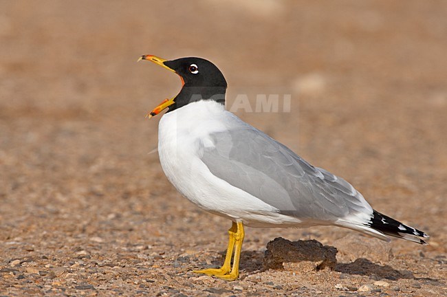 Reuzenzwartkopmeeuw, Great Black-headed Gull, Larus Ichthyaetus stock-image by Agami/Jari Peltomäki,