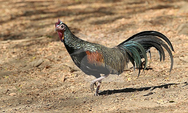 Green junglefowl (Gallus varius) on Komodo island, Lesser Sundas, Indonesia. stock-image by Agami/James Eaton,