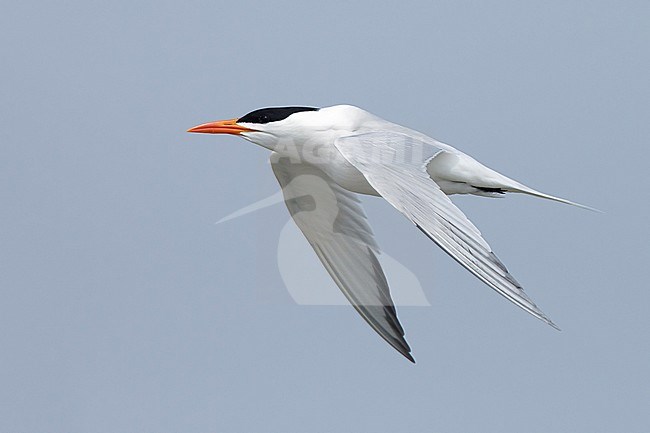 Adult American Royal Tern (Thalasseus maximus) in breeding plumage in flight against a blue sky in Galveston County, Texas, USA. stock-image by Agami/Brian E Small,