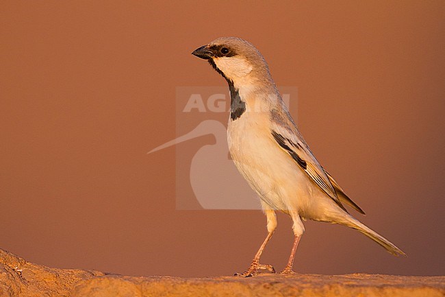 Desert Sparrow - WÃ¼stensperling - Passer simplex ssp. saharae, adult male, Morocco stock-image by Agami/Ralph Martin,