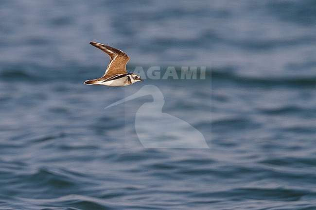 Common Ringed Plover - Sandregenpfeifer - Charadrius hiaticula, Germany stock-image by Agami/Ralph Martin,