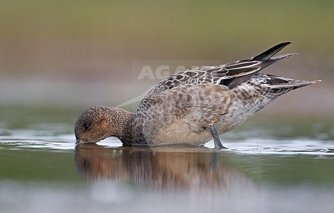 Smient vrouwtje foeragerend; Eurasian Wigeon female foraging stock-image by Agami/Markus Varesvuo,