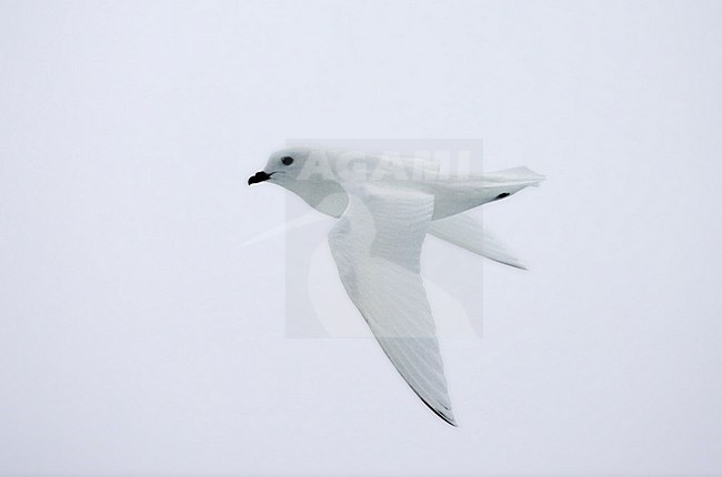 Sneeuwstormvogel in de vlucht; Snow Petrel in flight stock-image by Agami/Marc Guyt,