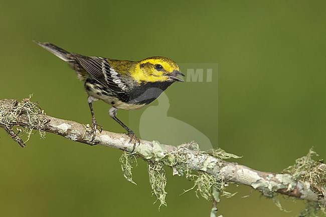 Adult male
Galveston Co., TX
April 2014 stock-image by Agami/Brian E Small,