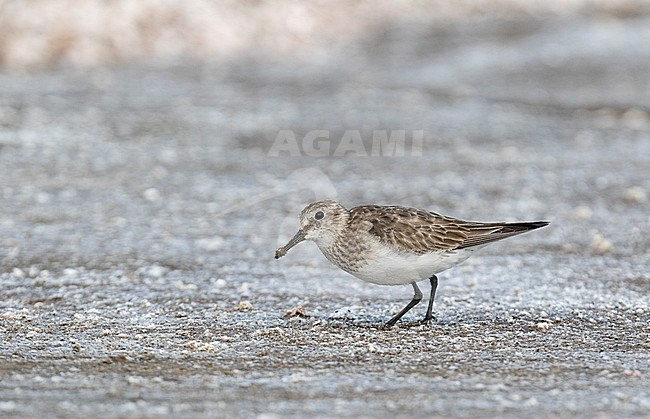 First-winter Baird's Sandpiper (Calidris bairdii) during autumn migration in Argentina. stock-image by Agami/Dani Lopez-Velasco,