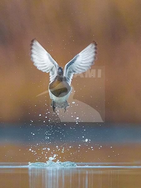 Male Garganey male in flight. stock-image by Agami/Daniele Occhiato,