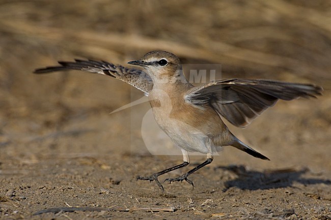 Isabeltapuit landend; Isabelline Wheatear landing stock-image by Agami/Daniele Occhiato,