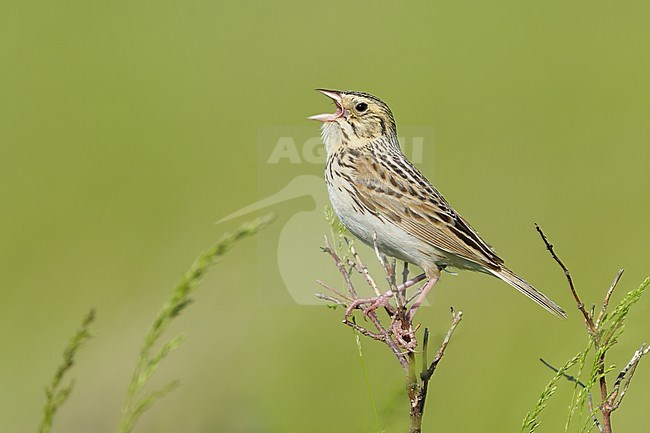 Adult
Kidder Co., ND
June 2020 stock-image by Agami/Brian E Small,