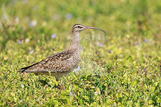 Adult
Kahuku, Oahu, HI
March 2022 stock-image by Agami/Brian E Small,