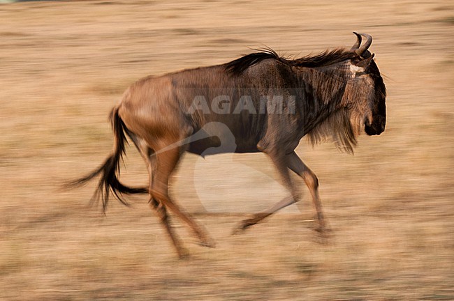 Portrait of a wildebeest, Connochaetes taurinus, running. Masai Mara National Reserve, Kenya. stock-image by Agami/Sergio Pitamitz,