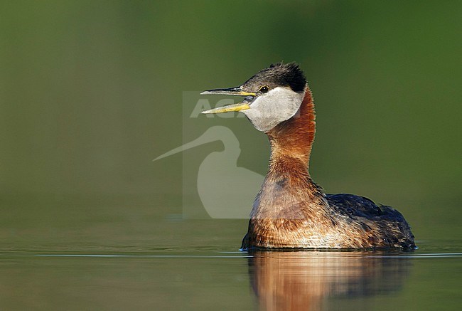 Adult male Holboll's Red-necked Grebe (Podiceps grisegena holbollii) in breeding plumage swimming in a lake in the 
Kamloops, British Columbia, Canada. Calling loudly in the morning. stock-image by Agami/Brian E Small,