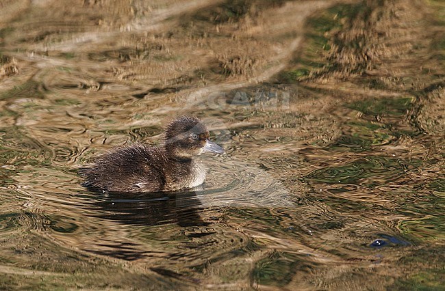 Juvenile Tufted Duck (Aythya fuligula)  swimming on a bronze brown colored lake near Gentofte in Denmark. stock-image by Agami/Helge Sorensen,