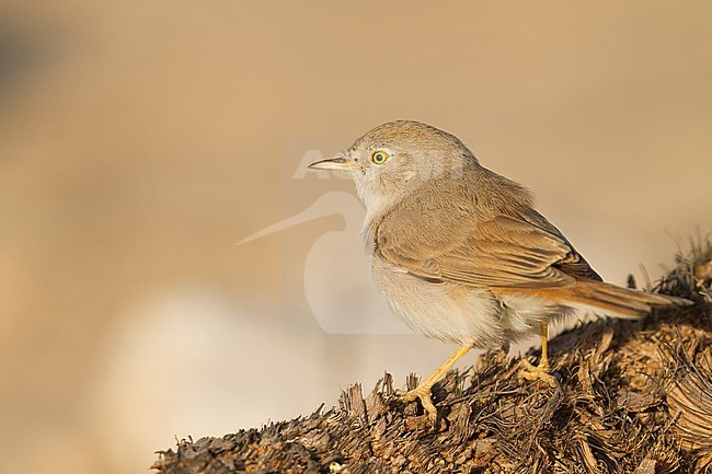 Asian Desert Warbler - WÃ¼stengrasmÃ¼cke - Sylvia nana, Oman stock-image by Agami/Ralph Martin,