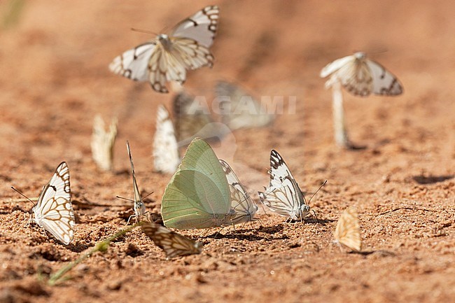 Gele trekvlinder tussen Afrikaanse witjes / African Migrant (Catopsilia florella) and African Caper Whites stock-image by Agami/Wil Leurs,