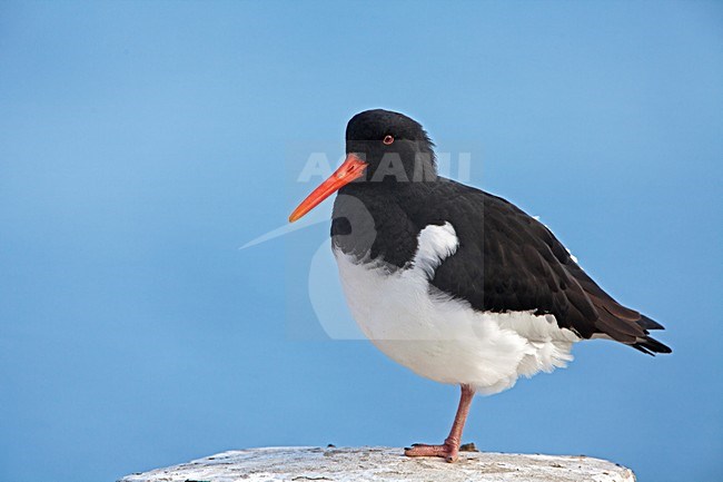 Scholekster zittend op dukdalf; Eurasian Oystercatcher perched on mooring stock-image by Agami/Rob Olivier,