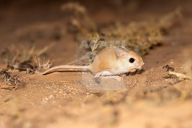 Greater Egyptian Jerboa (Jaculus orientalis) standing on the sandy soil along Dakhla-Aousserd road, Western Sahara, Morocco. stock-image by Agami/Vincent Legrand,