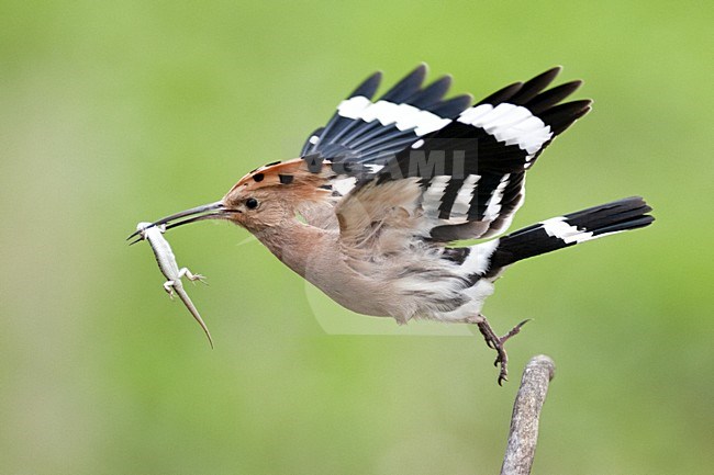 Hop met hagedis, Eurasian Hoopoe with Lizzard stock-image by Agami/Bence Mate,