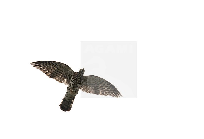 Large hawk-cuckoo (Hierococcyx sparverioides) in China. Flying overhead. stock-image by Agami/Pete Morris,