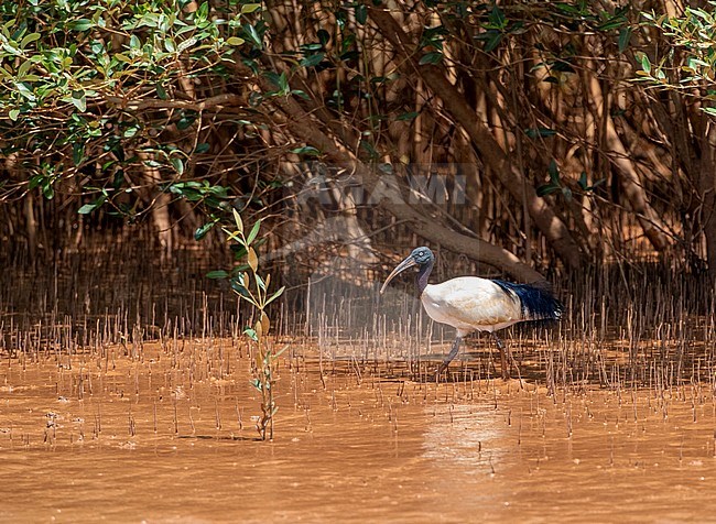 Endangered Malagasy sacred ibis (Threskiornis bernieri bernieri) in the Betsiboka delta in Madagascar. Walking on river bank stock-image by Agami/Marc Guyt,