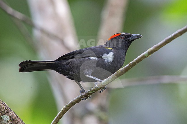 A Male Scarlet-browed Tanager (Heterospingus xanthopygius berliozi) at San Cipriano, Valle de Cauca, Colombia. stock-image by Agami/Tom Friedel,