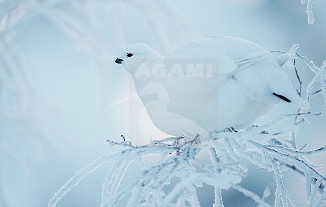 Moerassneeuwhoen in de sneeuw; Willow Ptarmigan in the snow stock-image by Agami/Markus Varesvuo,