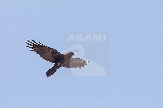 Brown-necked raven (Corvus ruficollis) flying, with a blue sky as background, in Cape Verde. stock-image by Agami/Sylvain Reyt,