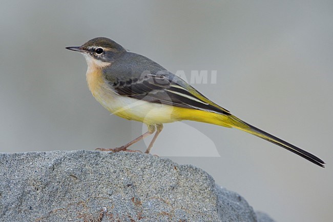 Grote Gele Kwikstaart staand op rots; Grey Wagtail perched on rock stock-image by Agami/Daniele Occhiato,