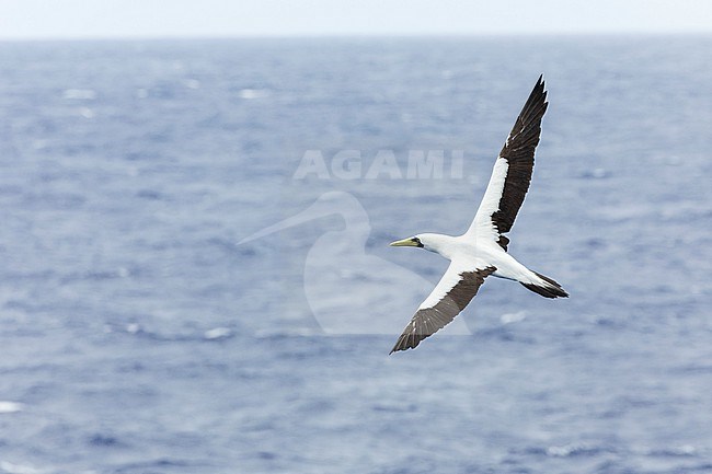 Adult Masked Booby (Sula dactylatra) at sea in the Pacific Ocean, around the Solomon Islands. stock-image by Agami/Marc Guyt,