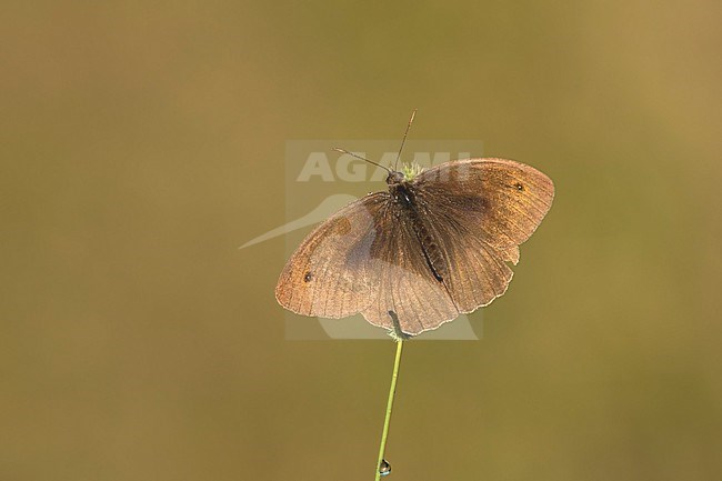 bruin zandoogje met gespreide vleugels; meadow brown with spreaded wings; stock-image by Agami/Walter Soestbergen,