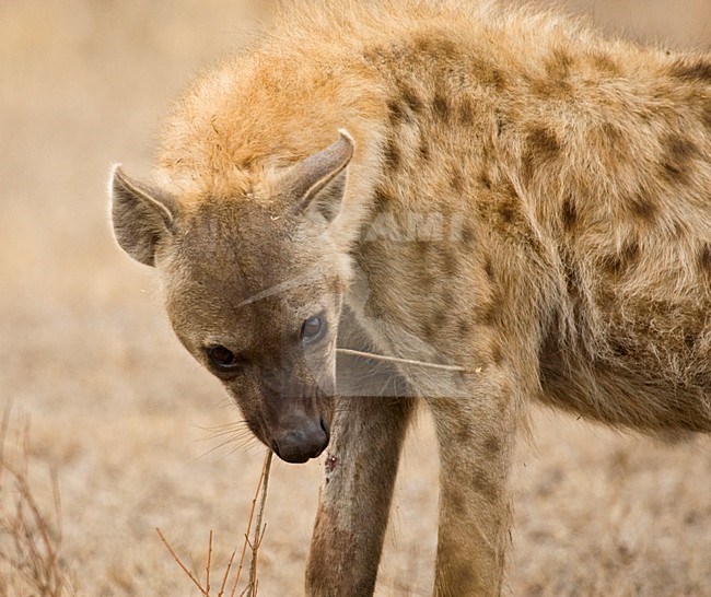 Gevlekte Hyena; Spotted Hyena stock-image by Agami/Marc Guyt,