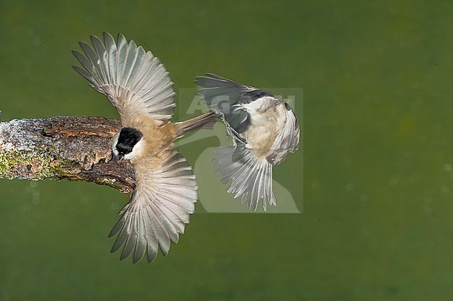 Marsh tit; Glanskop, Parus palustris stock-image by Agami/Alain Ghignone,