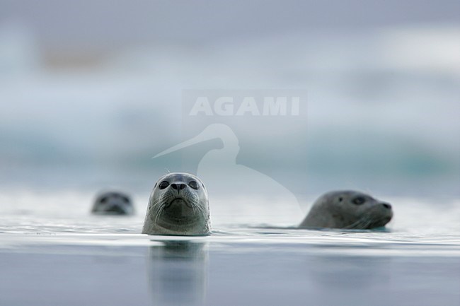 Gewone zeehond met kop zichtbaar; Common Seal with head visible stock-image by Agami/Menno van Duijn,