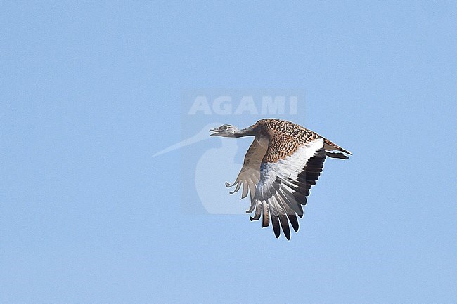 Great Bustard (Otis tarda) in flight during autumn in the Iberian peninsula. stock-image by Agami/Laurens Steijn,