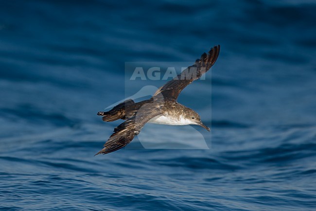 Yelkouanpijlstormvogel in de vlucht; Yelkouan Shearwater in flight stock-image by Agami/Daniele Occhiato,