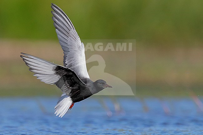 White-winged Tern (Chlidonias leucopterus), adult in flight showing underparts, Campania, Italy stock-image by Agami/Saverio Gatto,