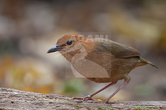 Rusty-naped Pitta (Hydrornis oatesi) at Doi Lang, Thailand stock-image by Agami/Helge Sorensen,