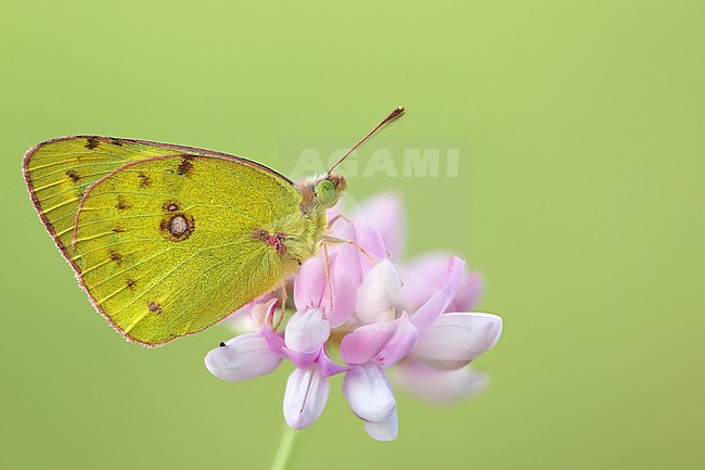 Male Berger's Clouded Yellow stock-image by Agami/Wil Leurs,