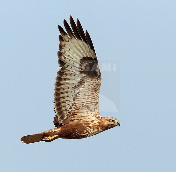 Arendbuizerd in vlucht; Long-legged Buzzard (Buteo rufinus) in flight stock-image by Agami/Tomi Muukkonen,