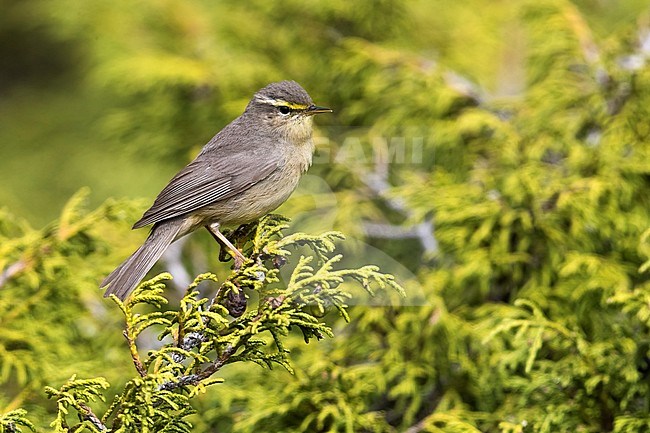 Steenboszanger, Sulphur-bellied Warbler, Phylloscopus griseolus stock-image by Agami/Daniele Occhiato,