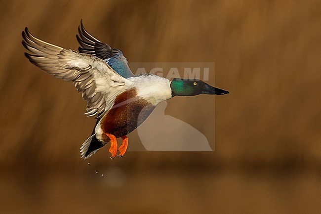 Male Northern Shoveler (Spatula clypeata) in Italy. stock-image by Agami/Daniele Occhiato,