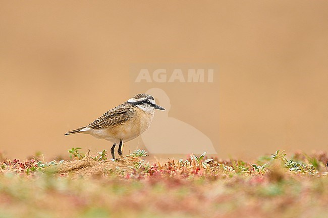 Kittlitz's Plover (Charadrius pecuarius) sitting on ground against a green natural background, Zimbabwe stock-image by Agami/Tomas Grim,