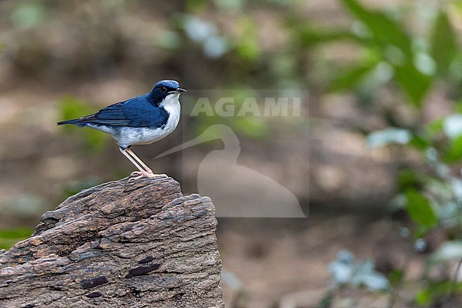 Male Siberian Blue Robin (Larvivora cyane) wintering at Kaeng Krachan NP, Thailand stock-image by Agami/David Monticelli,