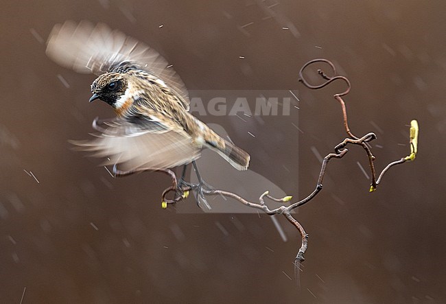 European Stonechat; Saxicola rubicola stock-image by Agami/Daniele Occhiato,