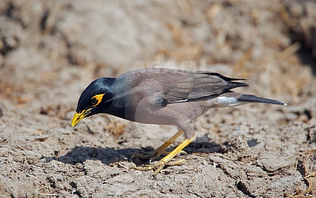 Foeragerende Treurmaina; Foraging Common Myna stock-image by Agami/Markus Varesvuo,