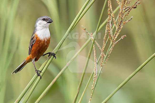 Marsh Seedeater (Sporophila palustris) Perched in grasslands  in Argentina stock-image by Agami/Dubi Shapiro,