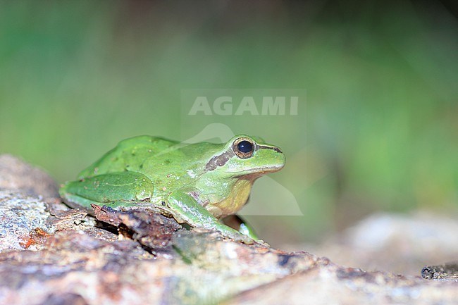 Stripeless Tree Frog (Hyla meridionalis) taken the 03/03/2022 at La Croix-Valmer - France. stock-image by Agami/Nicolas Bastide,