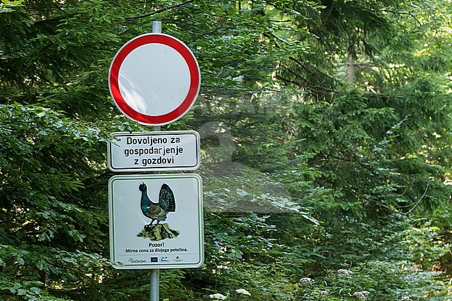 Sign to protect forests and Western Capercaillie (Tetrao urogallus ssp. crassirostris) in Slovenia. stock-image by Agami/Ralph Martin,