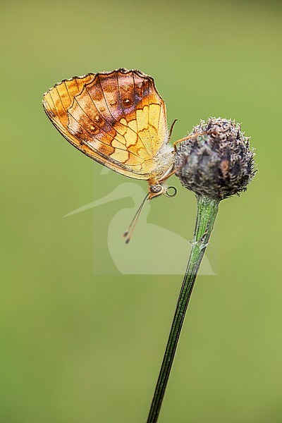 Marbled Fritillary, Braamparelmoervlinder, Brenthis daphne stock-image by Agami/Wil Leurs,