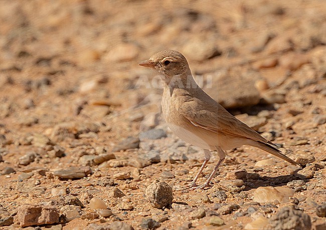 Bar-tailed Lark (Ammomanes cinctura) at Oued Jenna, Western Sahara stock-image by Agami/Eduard Sangster,