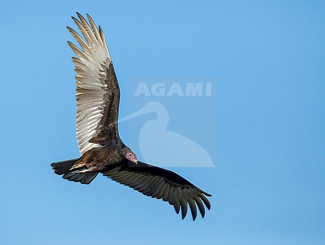 Turkey Vulture, Cathartes aura, flying overhead in North America. stock-image by Agami/Brian E Small,